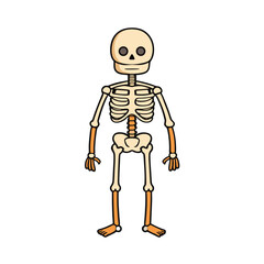 Full human skeleton anatomy illustration standing isolated on a clean white background for medical or educational use
