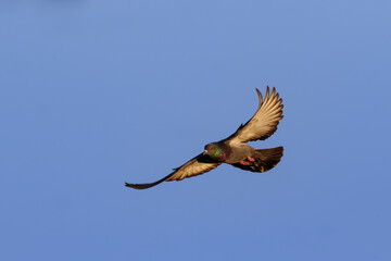 Flying pigeon in the clear blue sky during golden hour