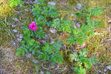 Green small leaves and purple blooming flower