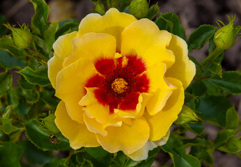 Close-up of a rose flower Maja Babylon Eyes