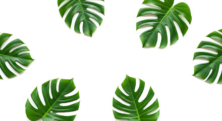 Monstera Leaf Pattern: A striking array of vibrant green Monstera leaves creates a refreshing and invigorating visual pattern.