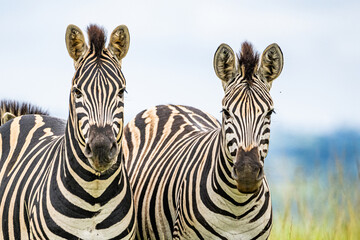 Two Zebras standing side by side in a field