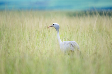 Bird standing in long grass in Africa on overcast day