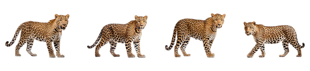 Obraz premium A collection of wild leopards, isolated on a transparent background