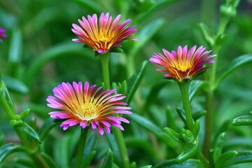 Piękne kwiaty słonecznicy (delosperma cooperi) odmiany 'Ocean Sunset Orange Glow'