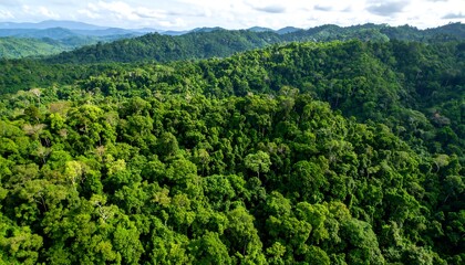 Naklejka premium Lush green forest mountain range