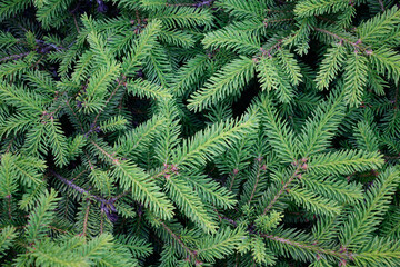 Natural coniferous background. Spruce branches in close-up.