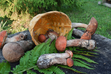 Edible forest mushrooms. Porcini mushrooms on a stump in the forest.