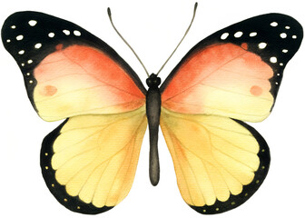Watercolor butterfly illustration on transparent background.
