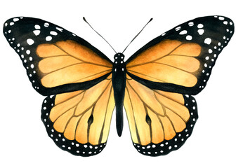 Watercolor monarch butterfly illustration on transparent background.