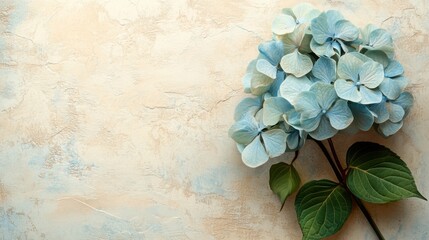 A cluster of light blue hydrangea flowers with intricate petals rests against a smooth beige background, highlighting nature's beauty in a calm arrangement.