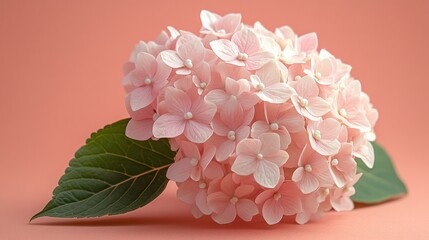 Light pink hydrangea featuring pearlised centers against a soft beige background in a serene floral display
