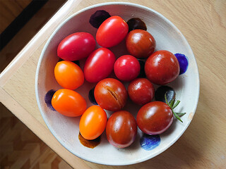 Various assorted tomatos harvested in kitchen garden /...