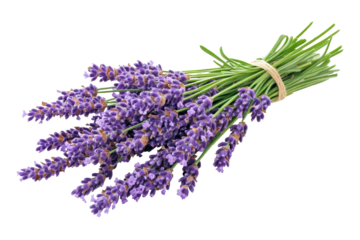 Bunch of fresh lavender flowers tied with natural twine isolated on a transparent background for decorative purposes in wellness and aromatherapy settings