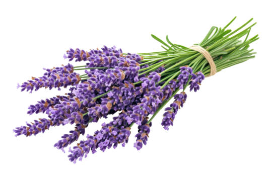 Bunch of fresh lavender flowers tied with natural twine isolated on a transparent background for decorative purposes in wellness and aromatherapy settings