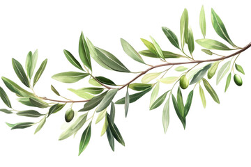 Obraz premium Branch of an olive tree with lush green leaves and ripe olives isolated against a clean background showcasing nature's beauty