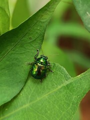 bug on leaf