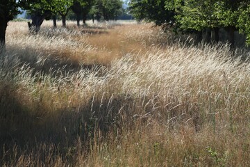 Waves of Grass
