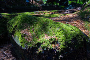 Natures Carpet in the Shadows