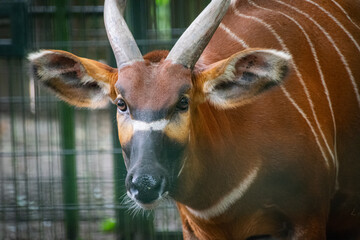 Bongo (antelope) - close up shot