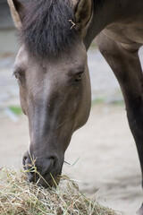Naklejka premium A brown horse eating