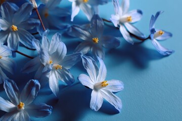 Fototapeta premium Beautiful spring flowers in soft blue hues on a calming blue background evoke a sense of tranquility and nature's beauty during the blossoming season