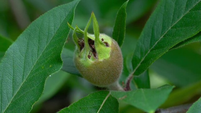 Medlar fruits, ripening (Mespilus germanica) - (4K)