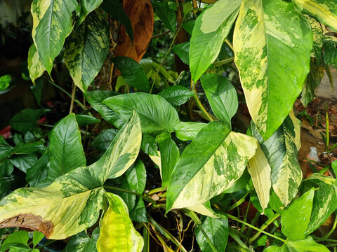 Vibrant Variegated Syngonium Podophyllum Aurea with Yellow and Green Leaves