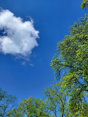 Blue spring sky with single white cloud