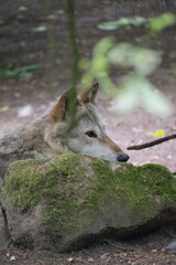 Obraz premium A close up shot of a wolf