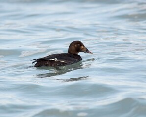 Black Scoters swimming on ocean surface