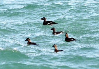Black Scoters swimming on ocean surface