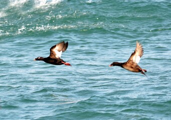Flying Black Scoters over the sea