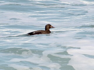 Black Scoters swimming on ocean surface