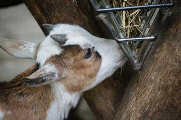 A portrait of a goat in the zoo