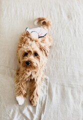 Young Female Puppy in Heat Wearing Dog Diaper Resting on Bed.