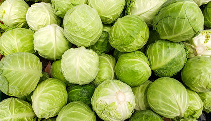 Fresh green cabbage backdrop. Ripe vegetable. Tasty food. Organic farm product.