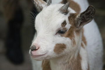 Fototapeta premium A portrait of a goat in the zoo