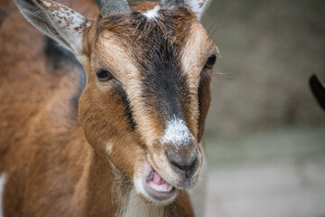 A portrait of a goat in the zoo