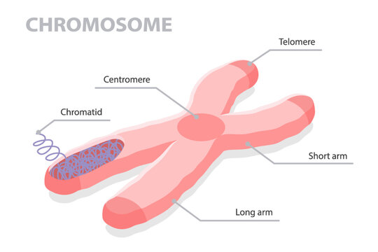 Chromosome anatomy. Diagram of the chromosome structure. Flat isometric vector illustration on white background.