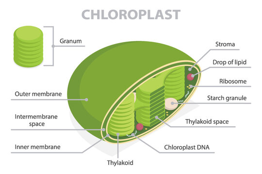 Chloroplast cross section structure. 3d flat isometric vector illustration diagram. Infographic educational poster.