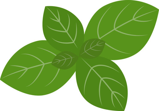 Feuilles de basilic