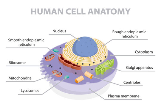 Cell cross section structure. 3d flat isometric vector illustration human cell anatomy diagram. Infographic educational poster.