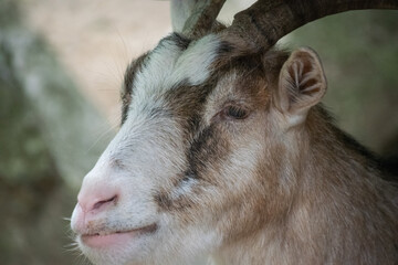A portrait of a goat in the zoo