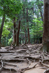Tree roots lining the forest floor on the Kurama to Kibune hike Japan