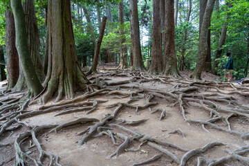 Tree roots lining the forest floor on the Kurama to Kibune hike Japan