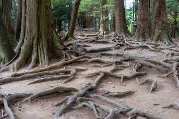 Tree roots lining the forest floor on the Kurama to Kibune hike Japan