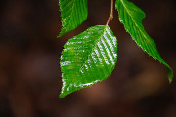 Close up of wet green leaves