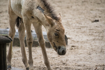 A close up shot of a foal