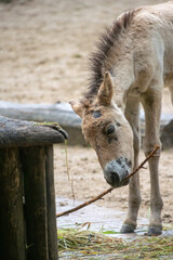 Fototapeta premium A close up shot of a foal
